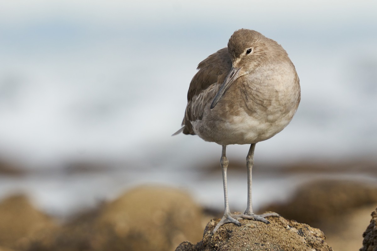 Willet - ML423177031