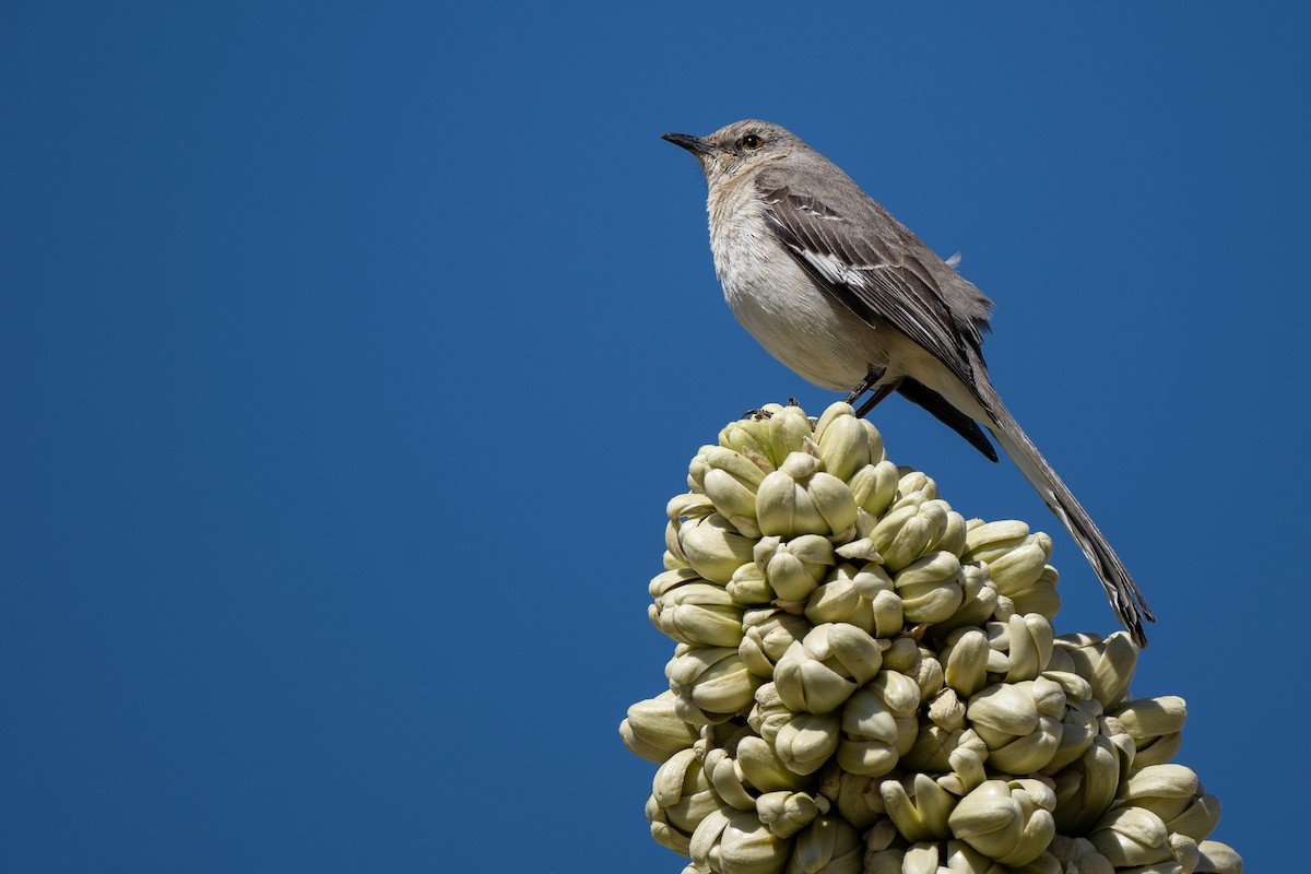 Northern Mockingbird - ML423177071