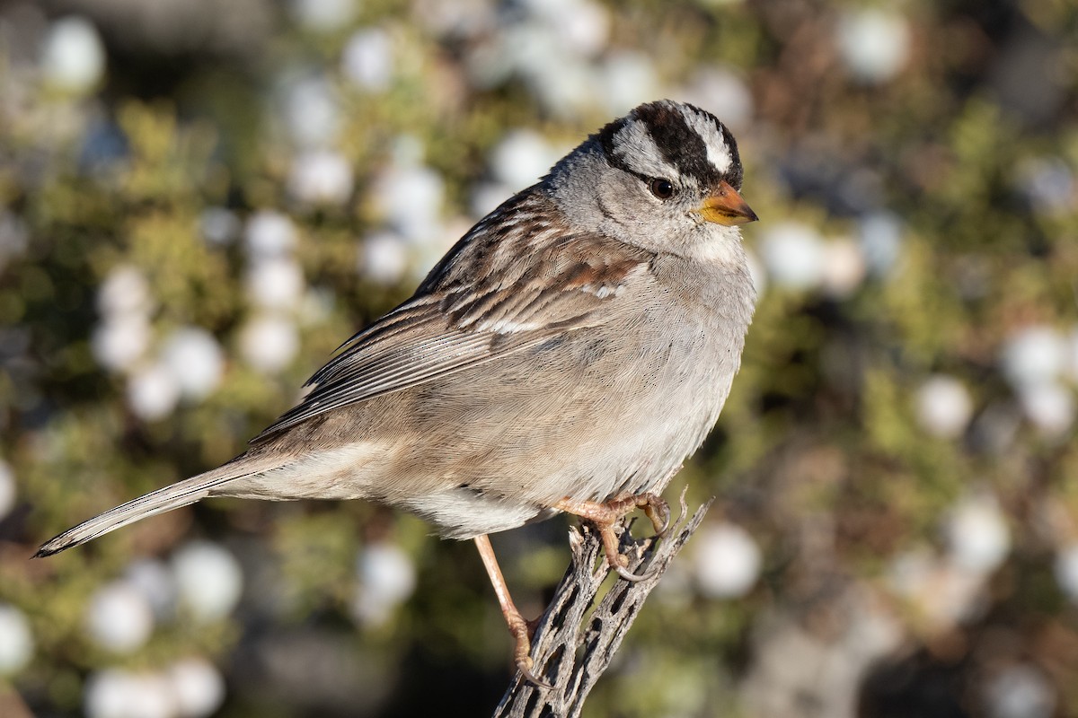 White-crowned Sparrow - ML423177161