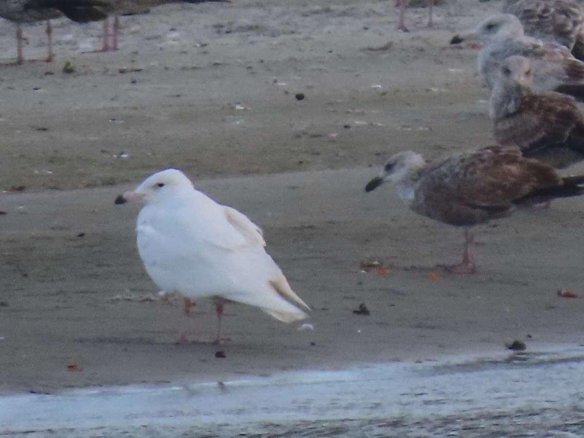 Glaucous Gull - ML423177931