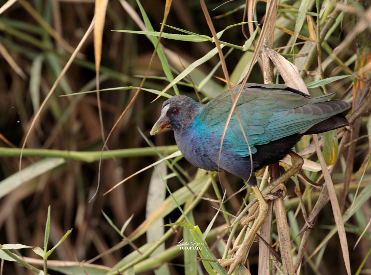 Purple Gallinule - ML423180061