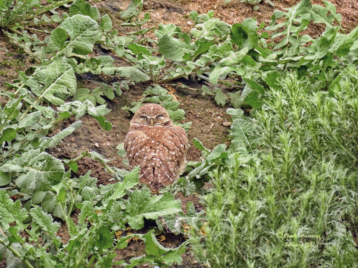 Burrowing Owl - ML423180351