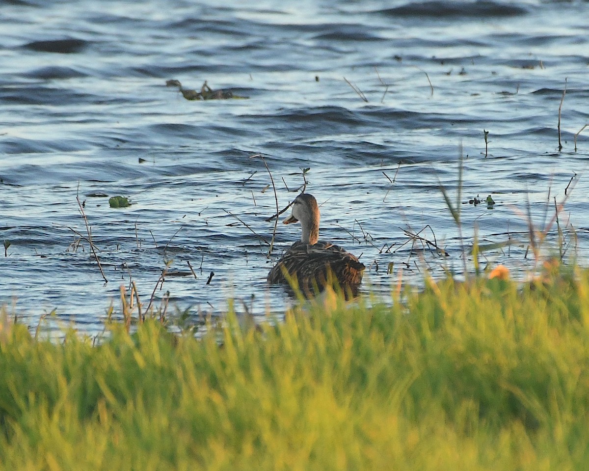 Mottled Duck - Ted Wolff