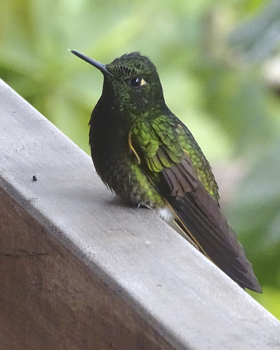 Buff-tailed Coronet - ML423181671