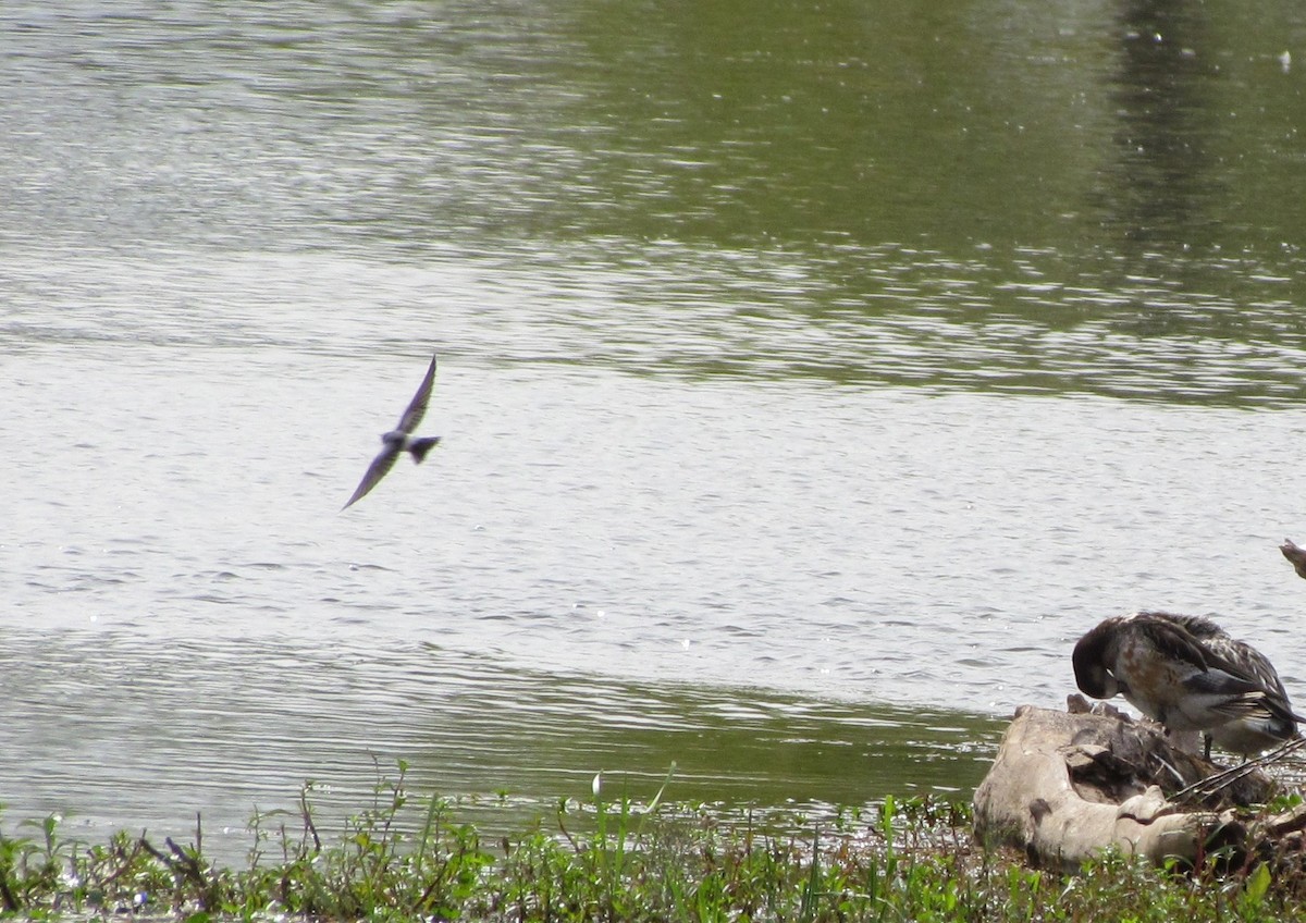 Chilean Swallow - ML423182141