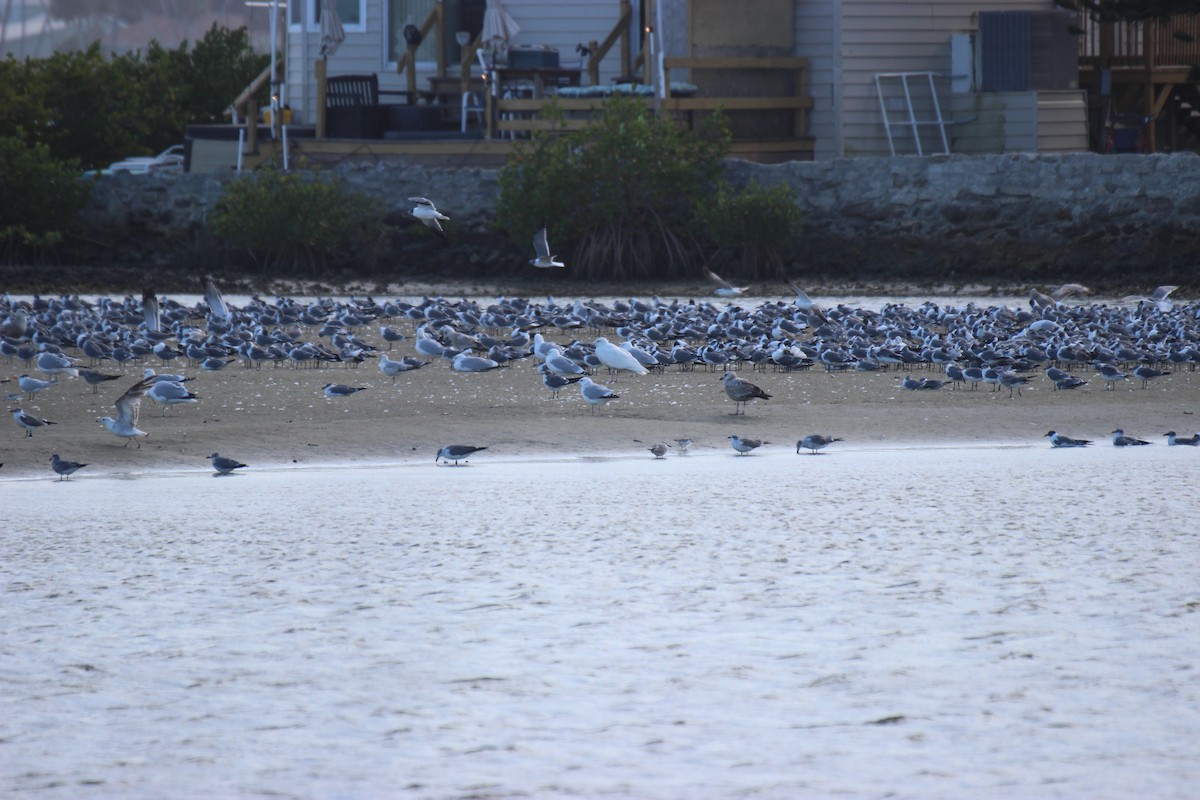 Glaucous Gull - ML423182351