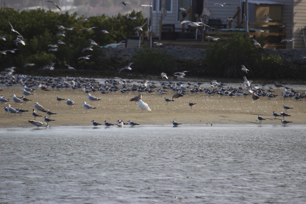 Glaucous Gull - ML423182371