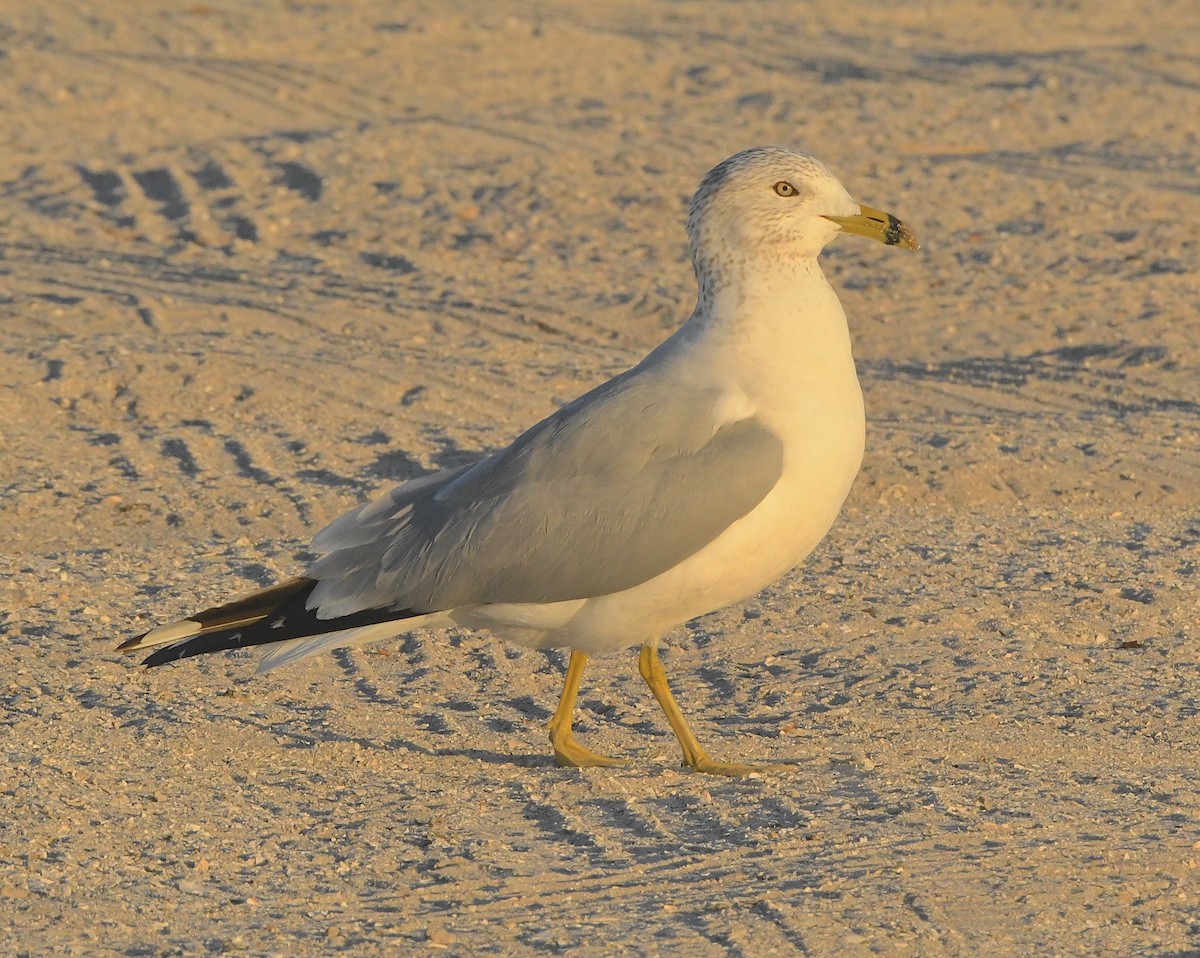 Ring-billed Gull - ML423182431