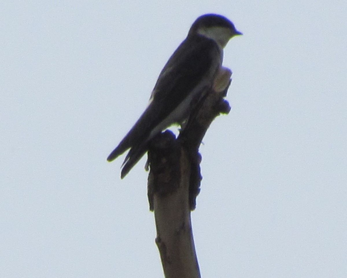 Chilean Swallow - ML423182661