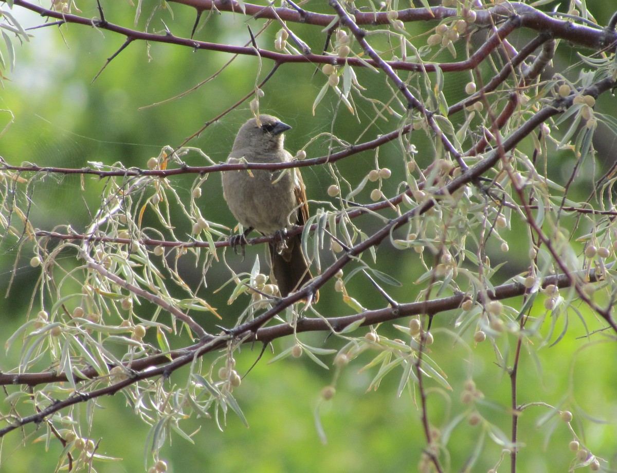 Grayish Baywing - ML423182811