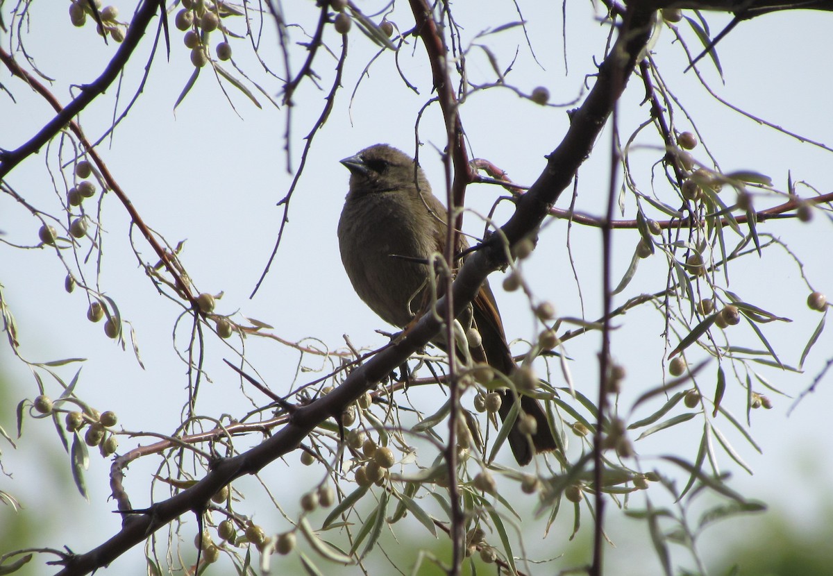 クリバネコウウチョウ - ML423182881