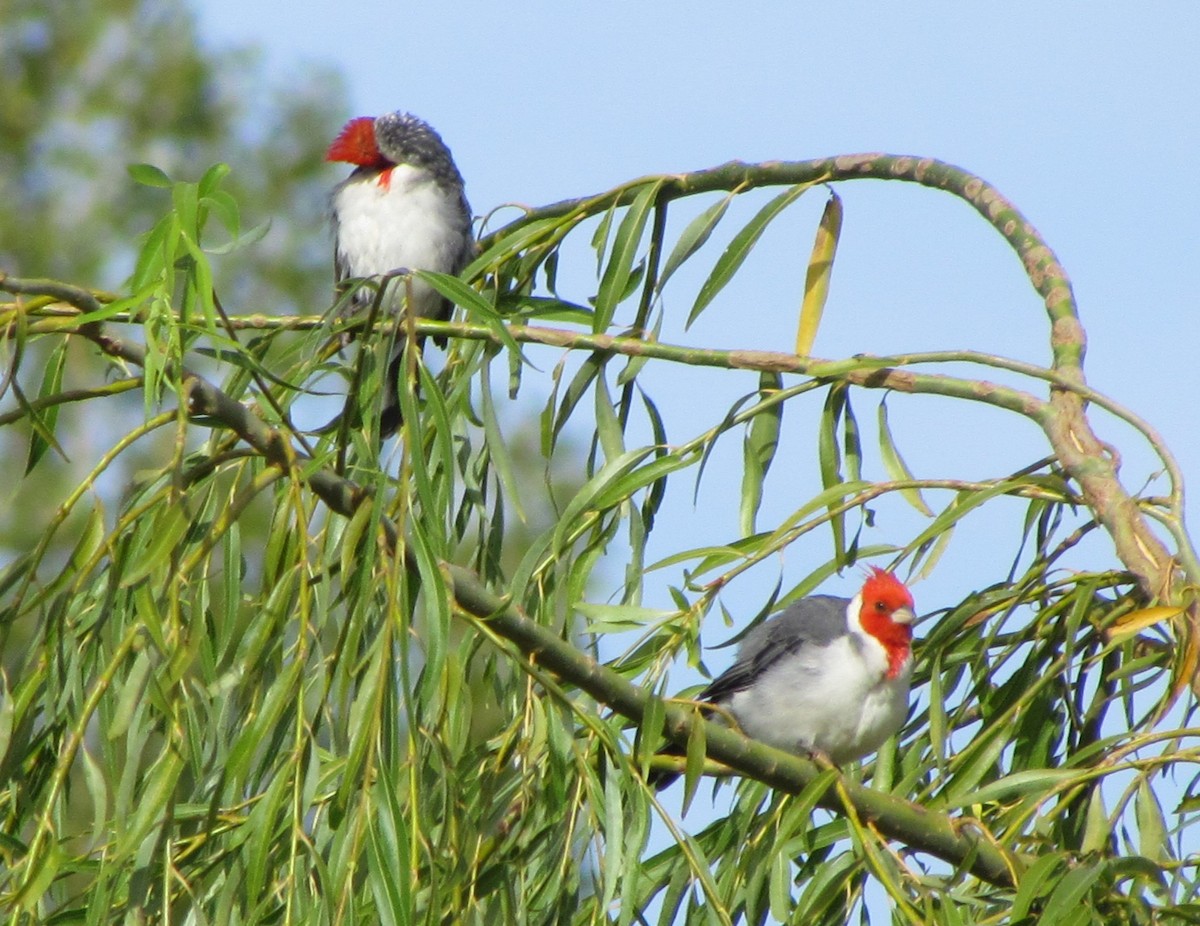 Red-crested Cardinal - ML423183091