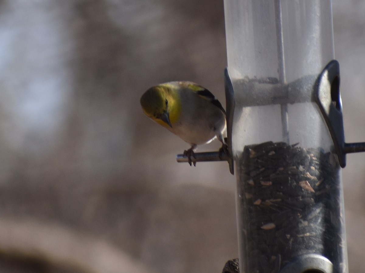 American Goldfinch - ML423183101