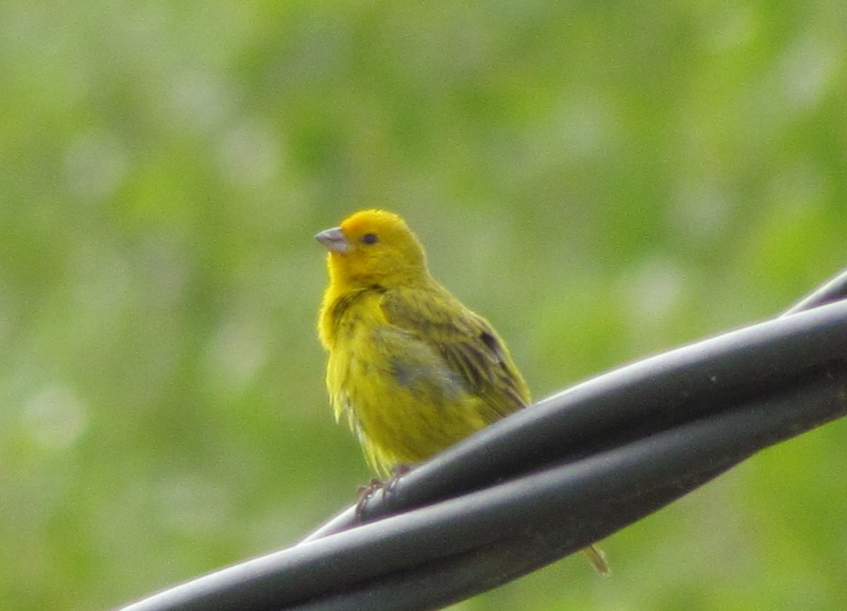 Saffron Finch - ML423183281