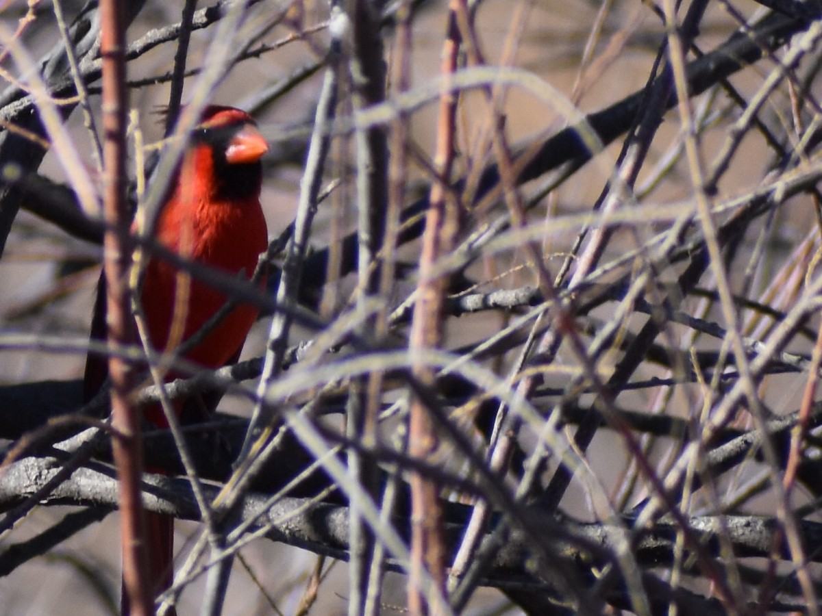 Northern Cardinal - ML423183371
