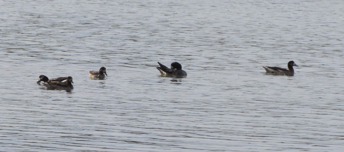 Chiloe Wigeon - ML423184381