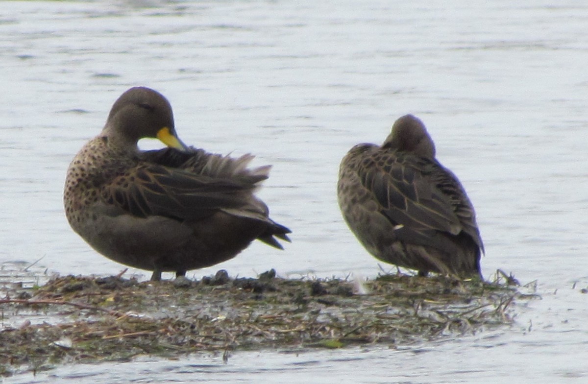 Yellow-billed Teal - cynthia arenas