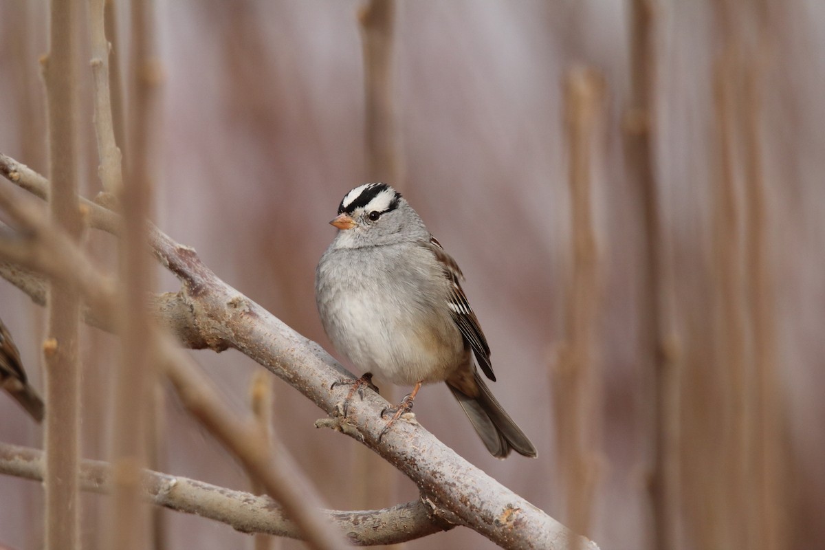 White-crowned Sparrow - ML423185191