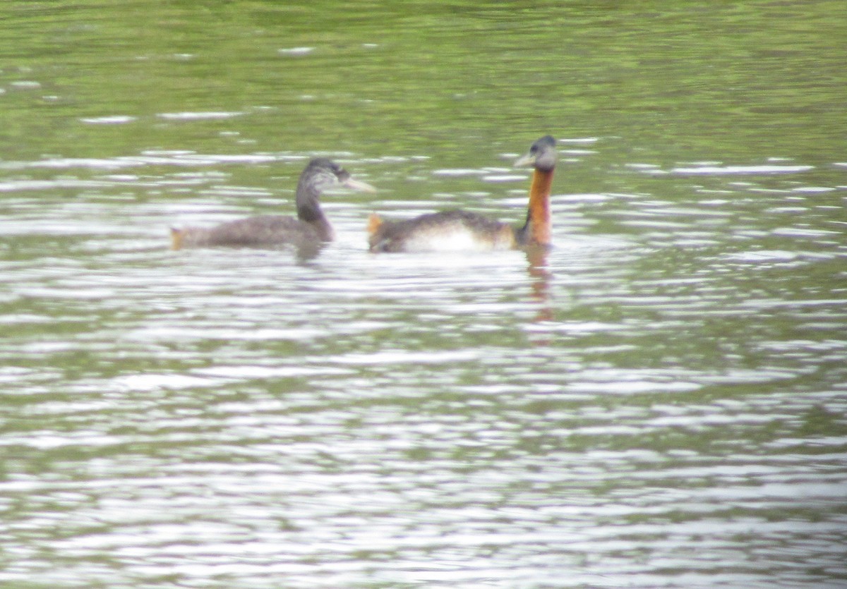 Great Grebe - ML423185351