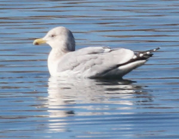 American Herring Gull - ML423187571