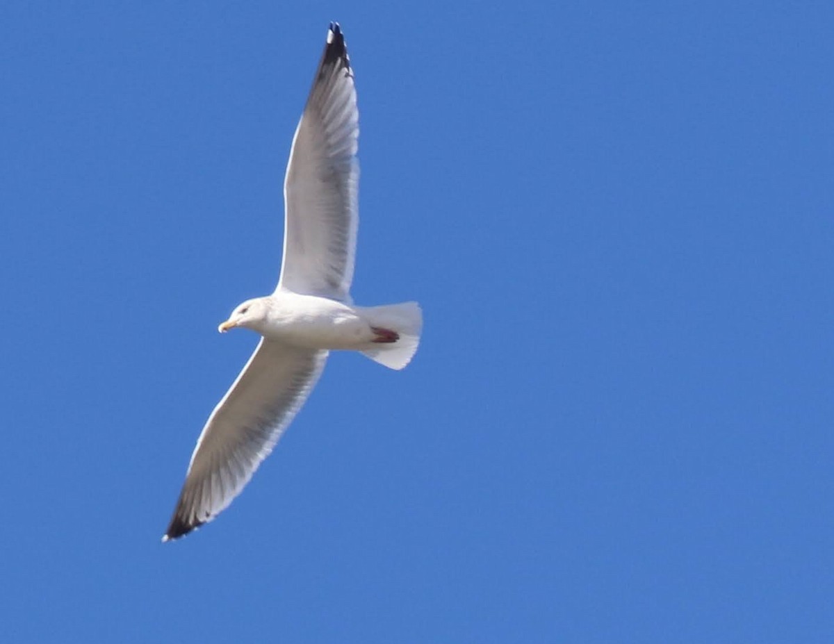American Herring Gull - ML423187731