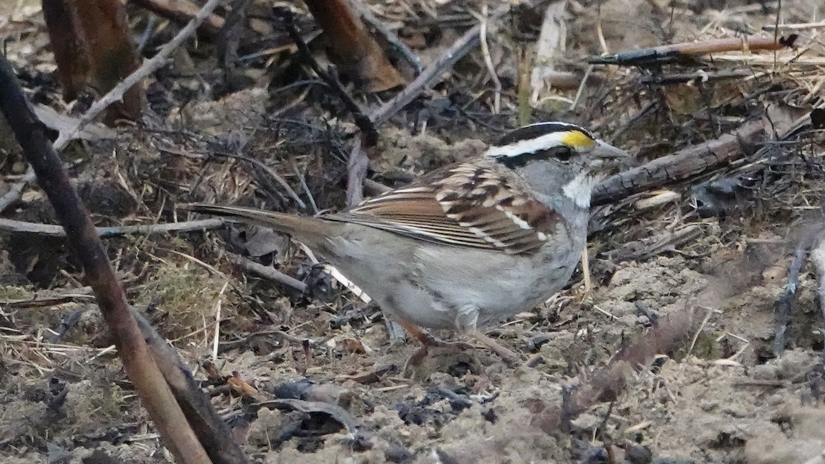 White-throated Sparrow - ML423187911