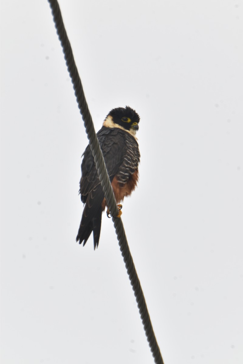 Bat Falcon - ML423189021