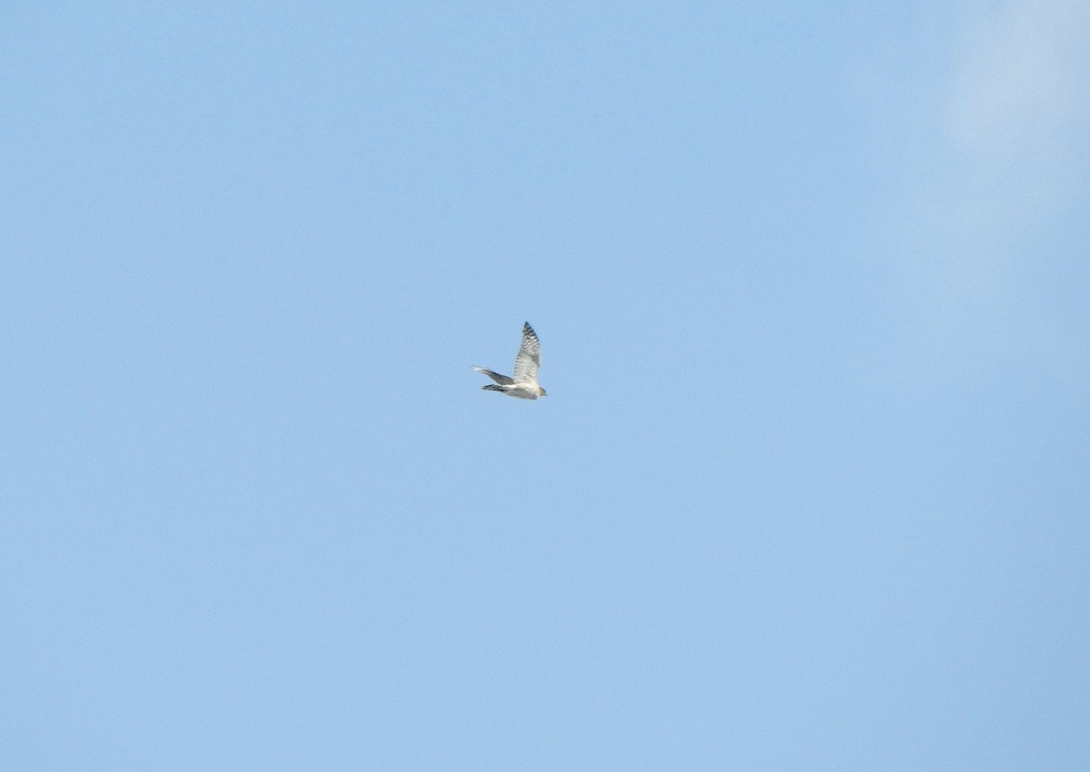 Cooper's Hawk - ML423190951