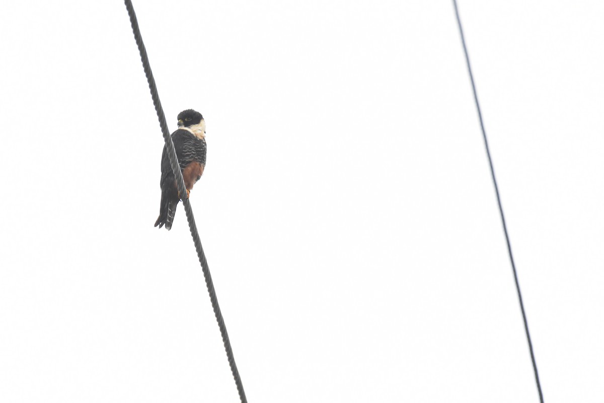 Bat Falcon - ML423192541