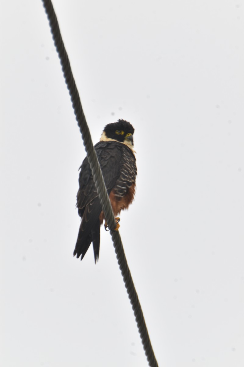 Bat Falcon - ML423192651