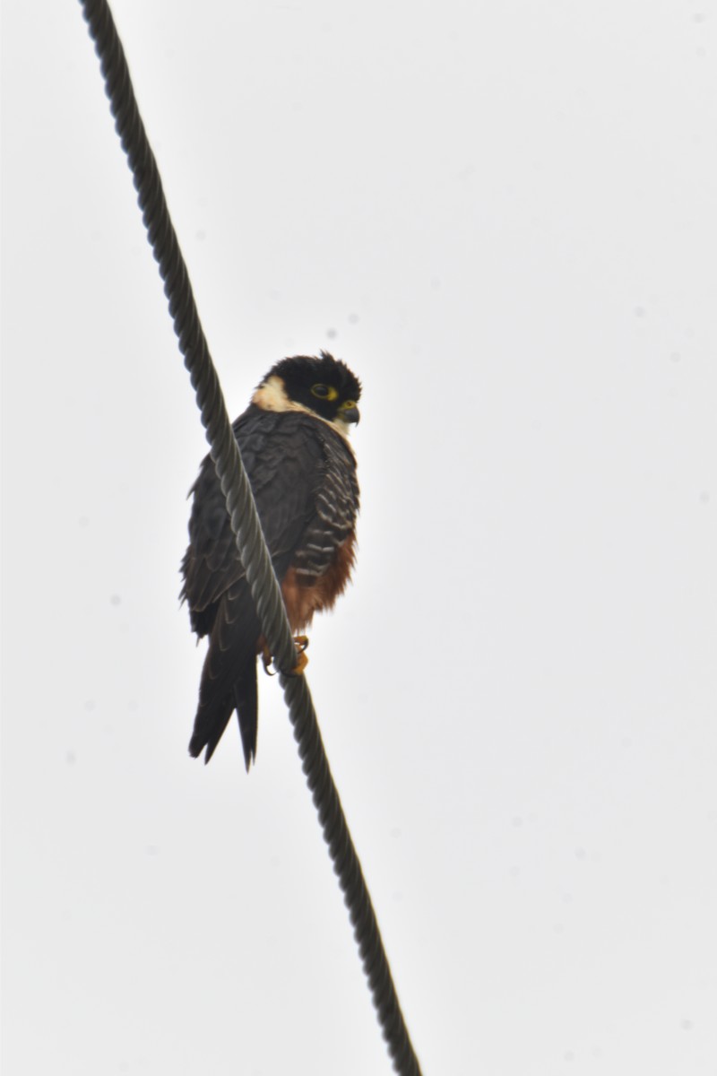 Bat Falcon - ML423192761