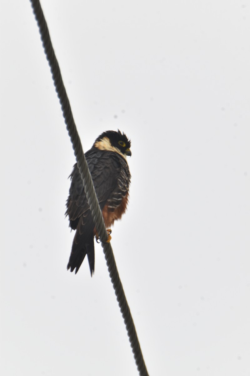 Bat Falcon - ML423192771