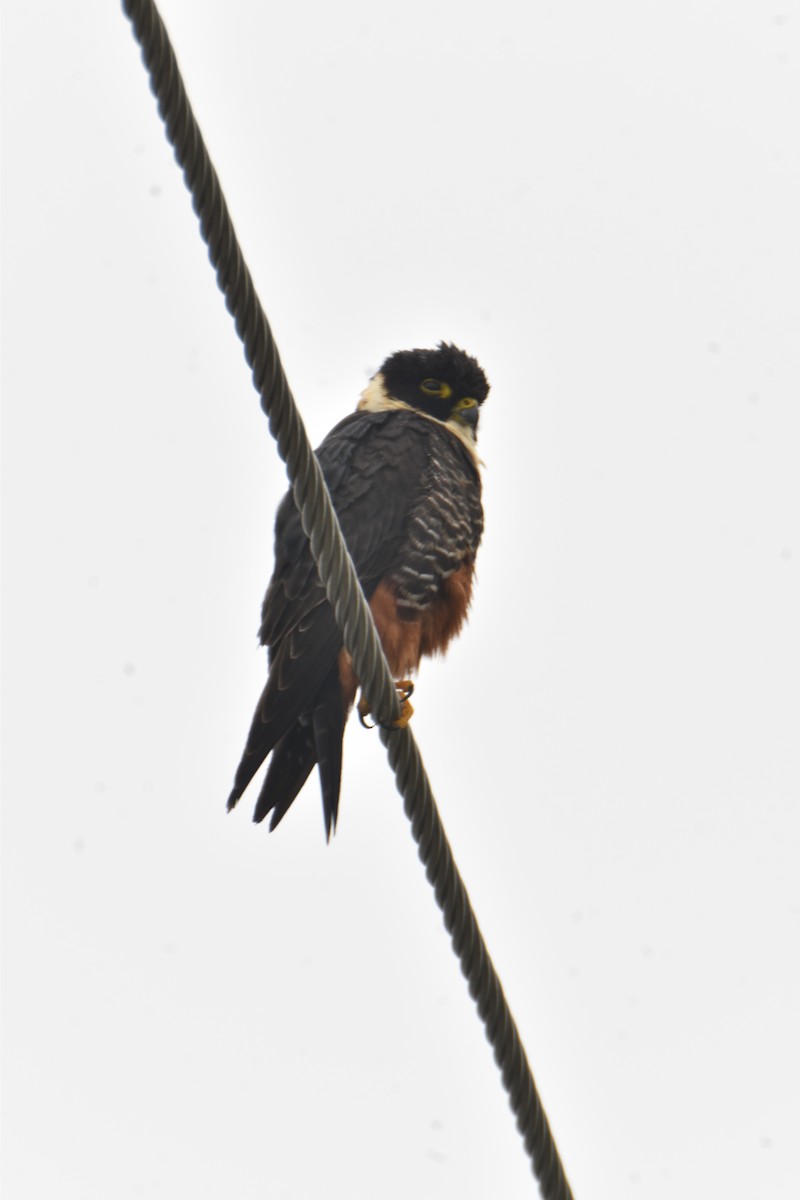 Bat Falcon - ML423192821