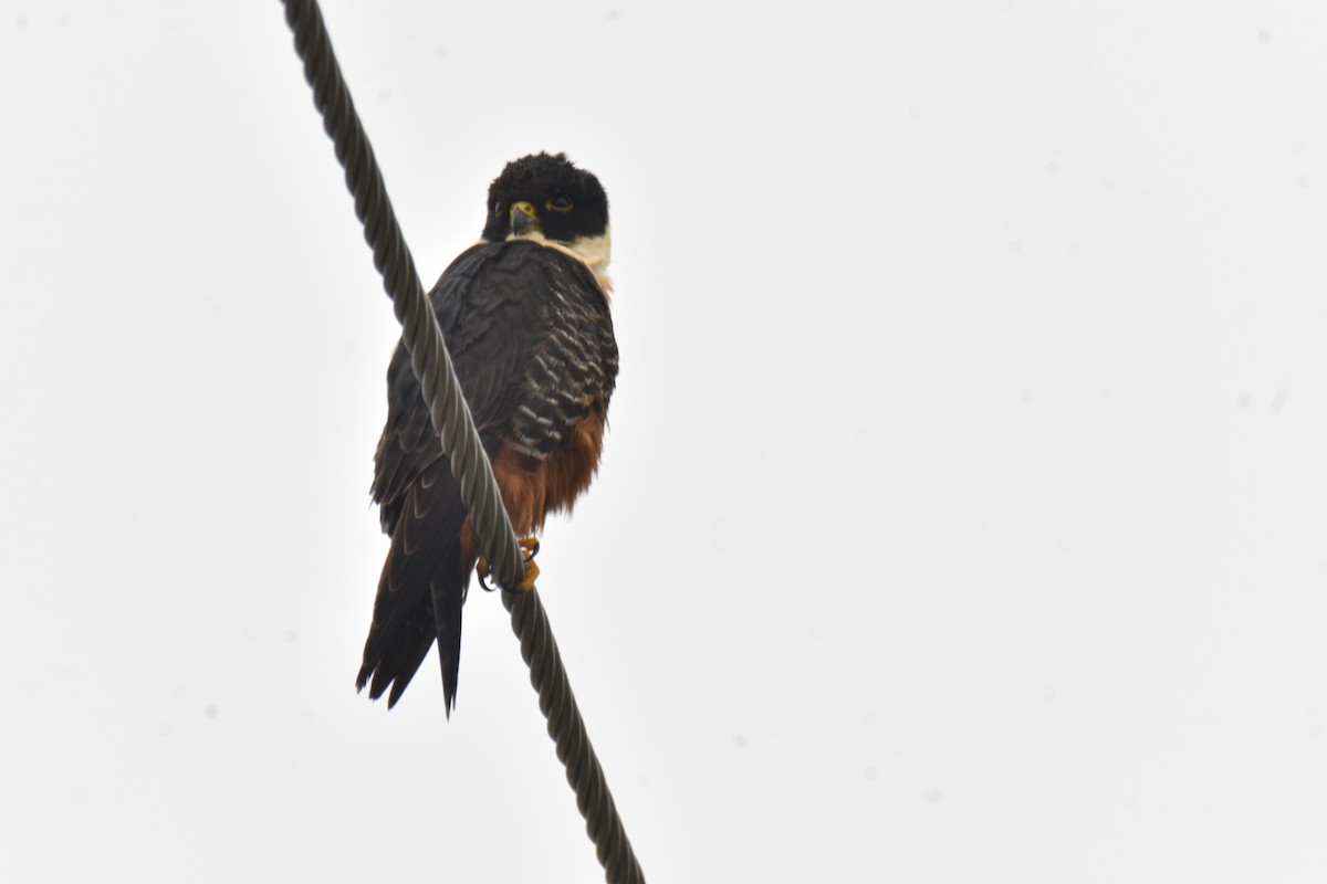 Bat Falcon - ML423192901