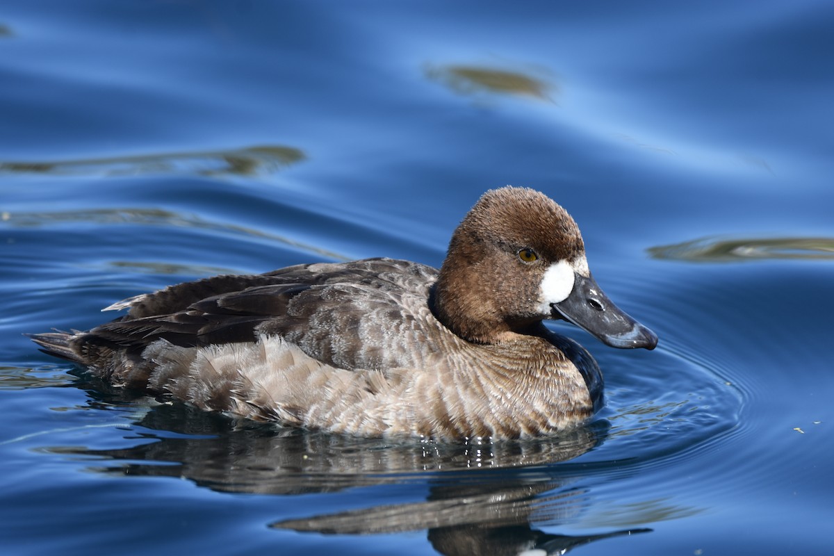 Lesser Scaup - ML423193701