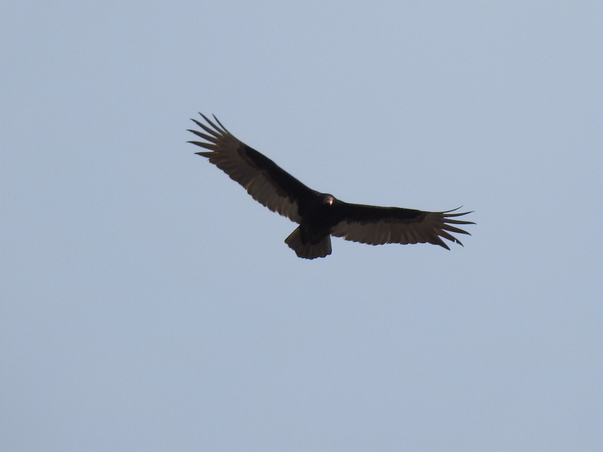 Turkey Vulture - ML423194391