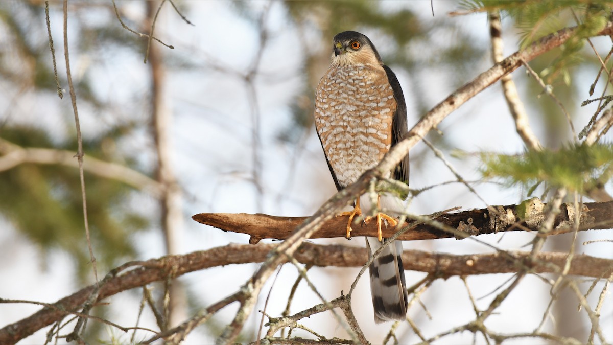 Sharp-shinned Hawk - ML423196531