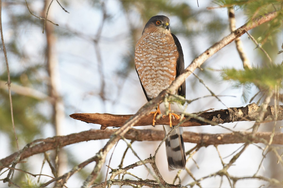 Sharp-shinned Hawk - Timothy Piranian