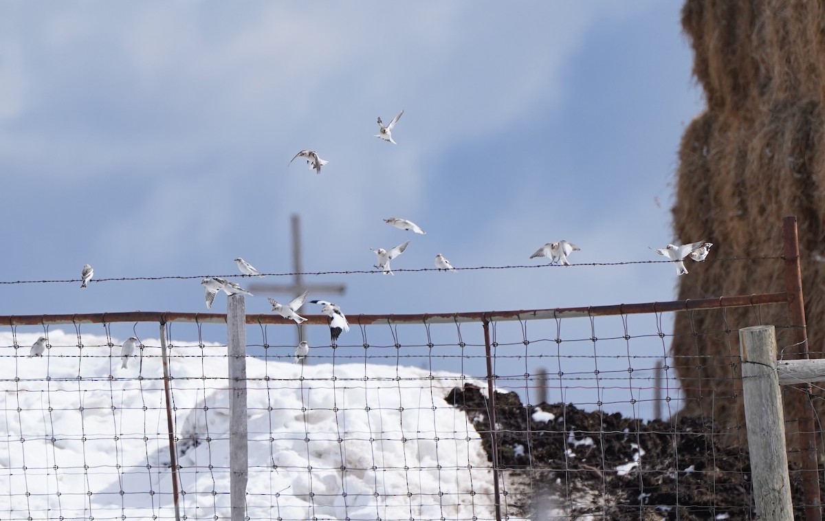 Snow Bunting - ML423198311