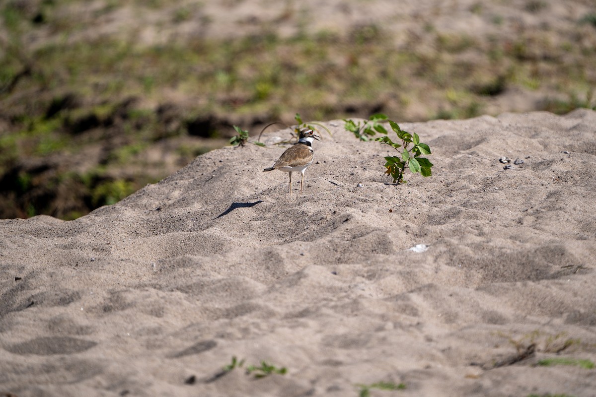 Killdeer - ML423198621