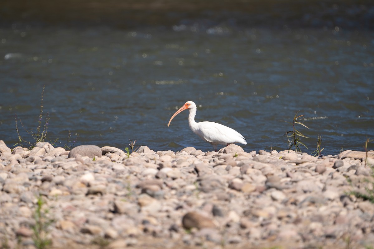 White Ibis - ML423198911