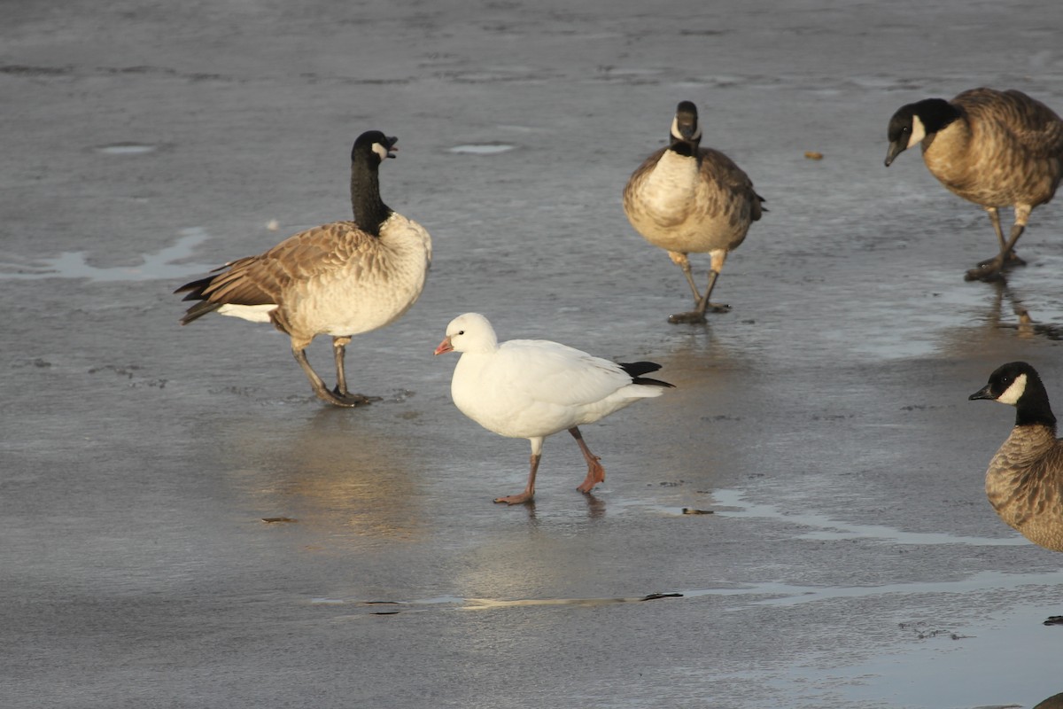 Ross's Goose - ML42319991