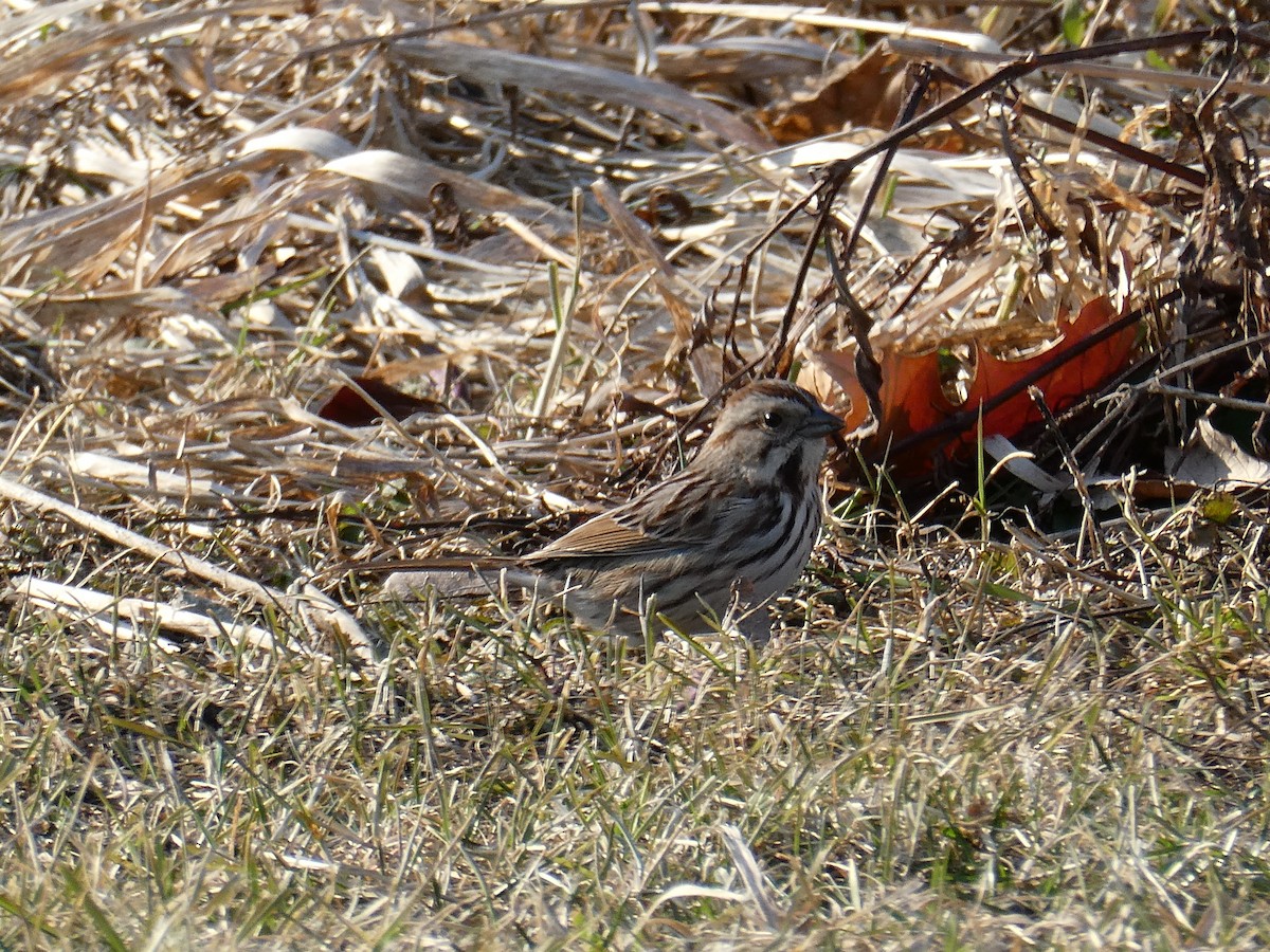 Song Sparrow - ML423200461