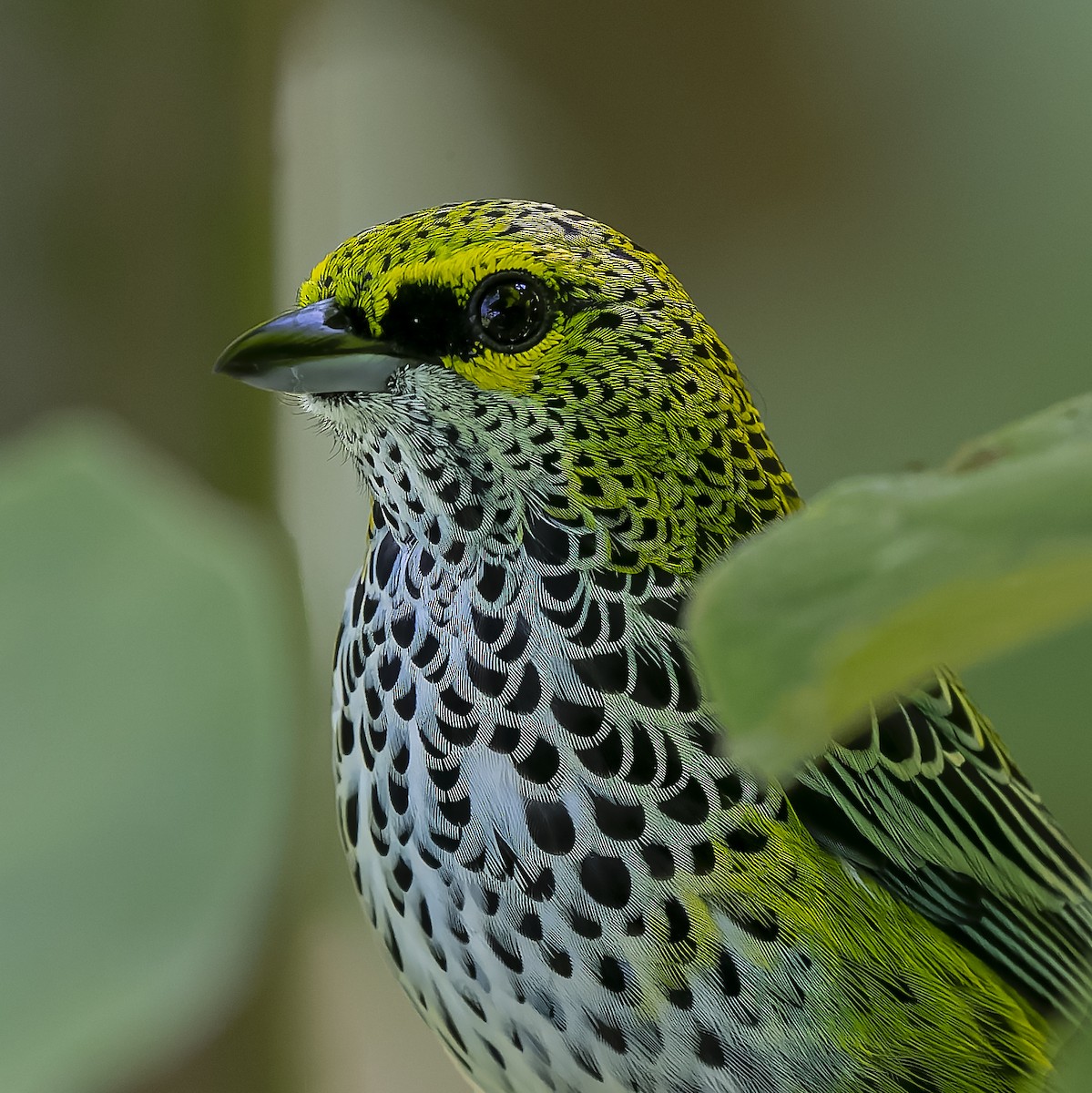 Speckled Tanager - Guillermo  Saborío Vega