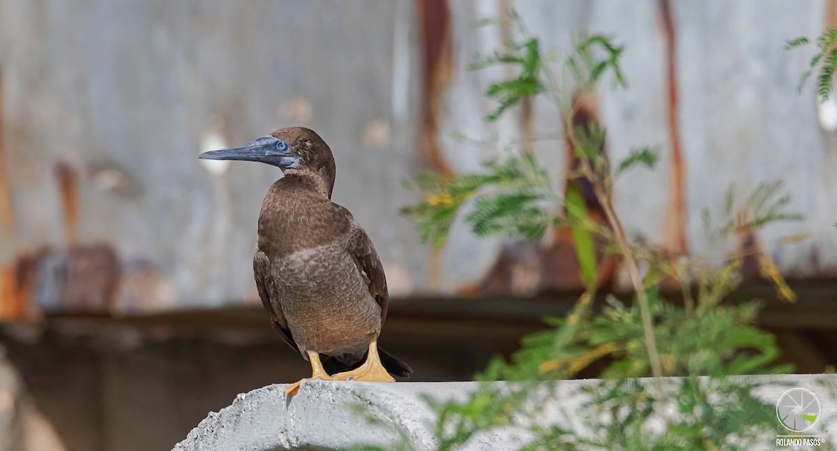 Brown Booby - ML423201281