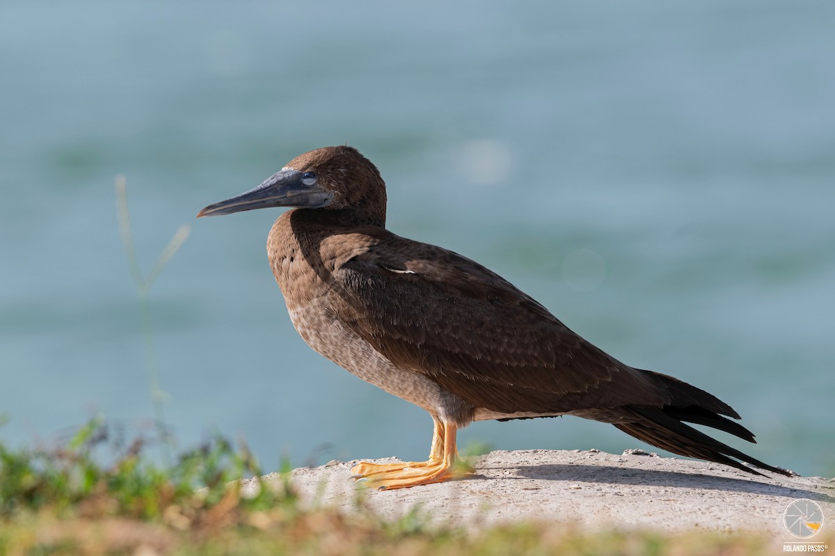 Brown Booby - ML423201301