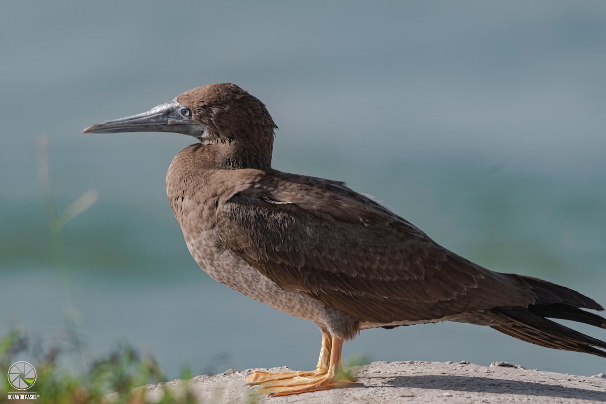 Brown Booby - ML423201321