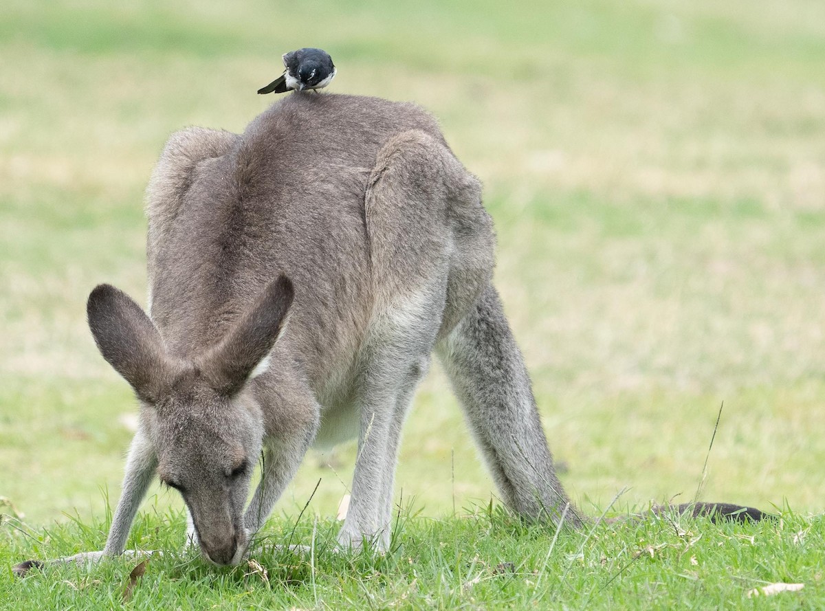 Willie-wagtail - ML423202371