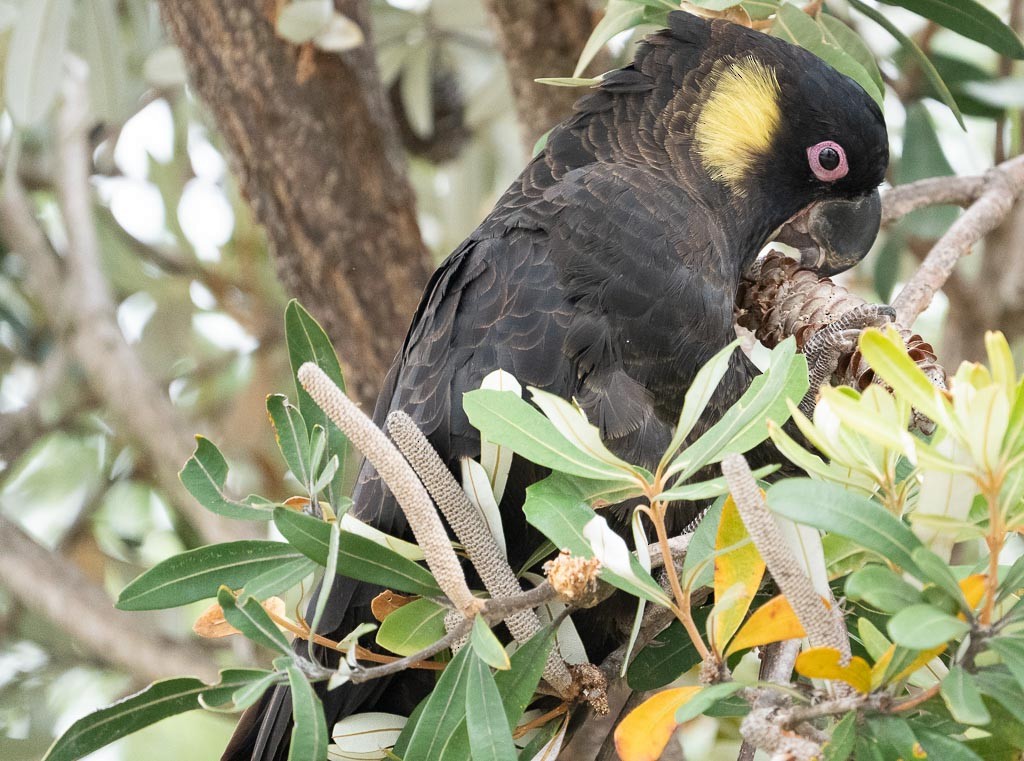 Cacatúa Fúnebre Coliamarilla - ML423202441