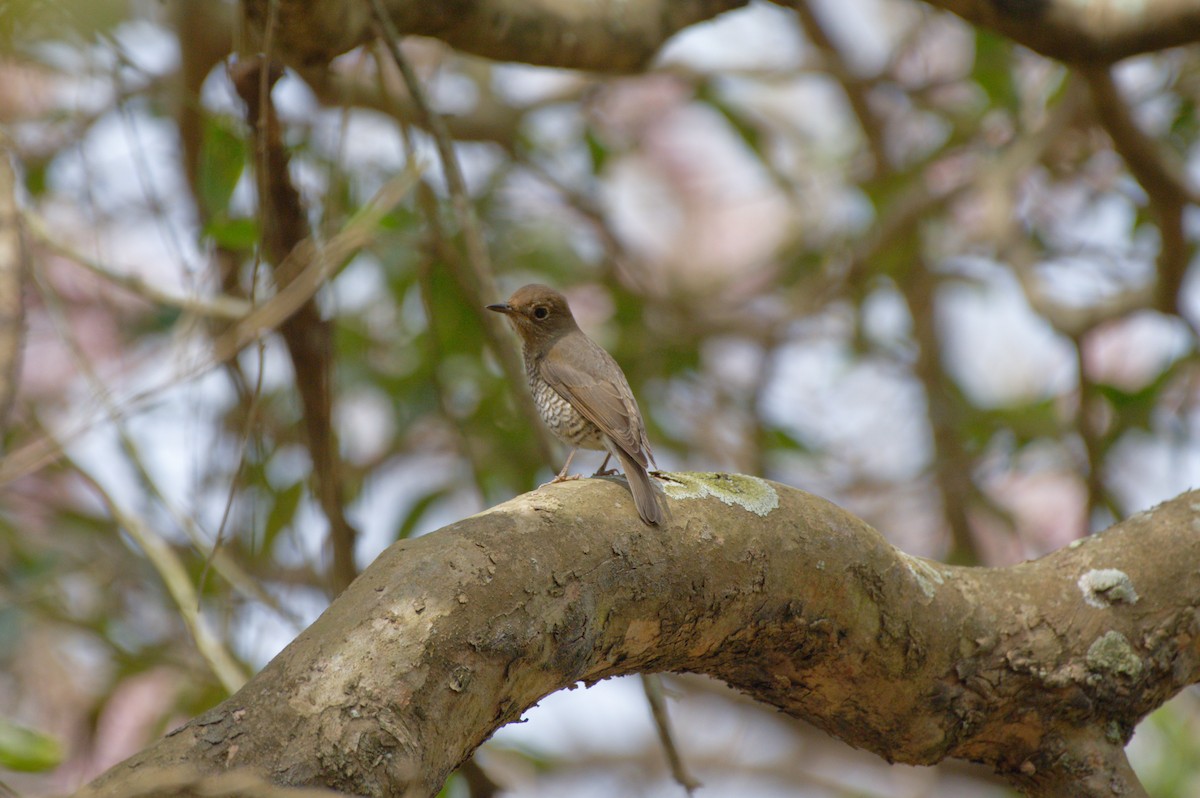 Blue-capped Rock-Thrush - ML423202761